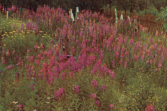 036-Alter-Friedhof-am-Lyngenfjord