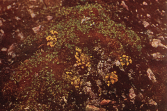 208-Bluetenpflanzen-auf-der-Tundra
