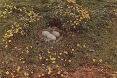 248-Eiderentennest-auf-der-Tundra
