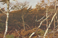 1014-Aus-alten-Waeldern-Windbruch