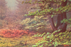 Adolf Miethe - Rotophot-Postkarten - Wald