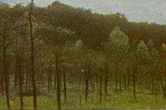 312-Grunewald-4-Fenn