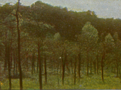 Adolf Miethe - Stollwerck - Grunewald