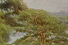 312-Grunewald-5-Grunewald-See