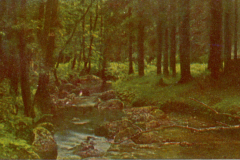 307-Harz-II-6-Die-Bode-bei-Schierke
