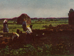 Adolf Miethe - Stollwerck - Lüneburger Heide