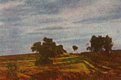 303-Lueneburger-Heide-6-Abend-in-der-Heide