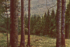 311-Riesengebirge-1-Blick-nach-dem-Hochstein