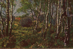 316-Wald-1-Birkenwald
