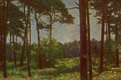 316-Wald-2-Kiefernwald