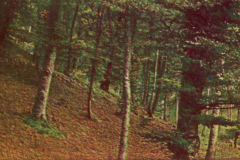 316-Wald-3-Buchenwald-im-Harz