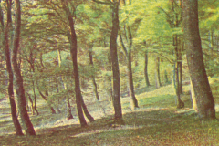 316-Wald-4-Buchenwald-auf-Ruegen