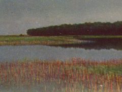Adolf Miethe - Stollwerck - Wald