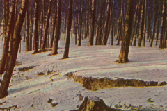 316-Wald-6-Schnee-im-Walde
