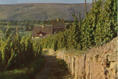 1007-Mosel-Perlen-Winzerhaus-bei-Traben-a.d