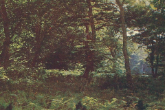 1002-Stimmungsbilder-Buchenhochwald