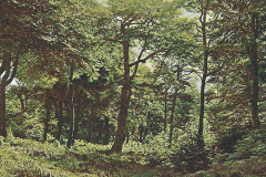 1002-Stimmungsbilder-Im-Buchenwald