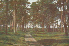 1014-Aus-alten-Waeldern-Im-Grunewald