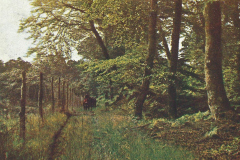 1014-Aus-alten-Waeldern-Waldweg