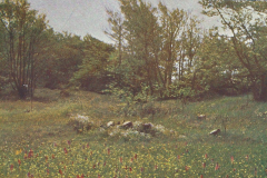 1014-Aus-alten-Waeldern-Waldwiese