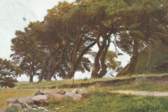 1014-Aus-alten-Waeldern-Weissdorn