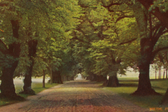 1026-Maerkische-Landschaften-Lindenallee