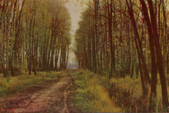 1029-In-Wind-und-Sonnenschein-Im-Bruchwald-a