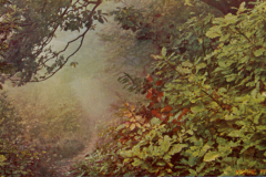1030-Waldeszauber-Herbstnebel