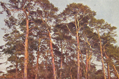 1030-Waldeszauber-Im-Abendrot