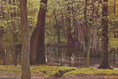 1030-Waldeszauber-Stiller-Weiher