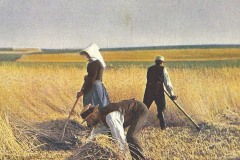 1049-Erntezeit-Bei-der-Roggenernte