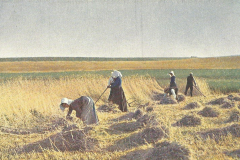 1049-Erntezeit-Schnitter